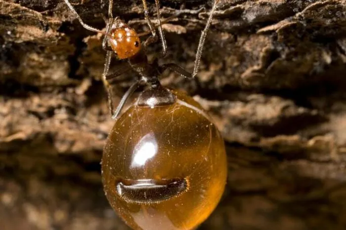 Когда жизнь – не сахар