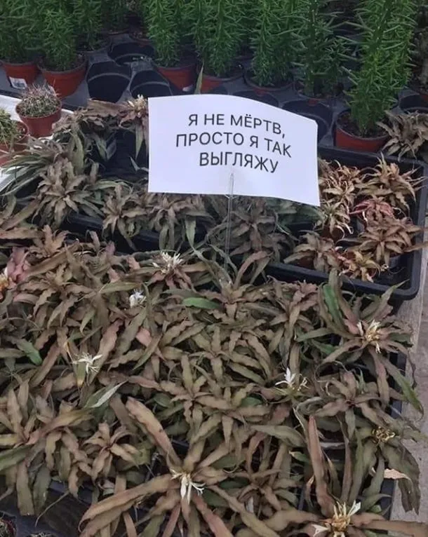 Просто фото