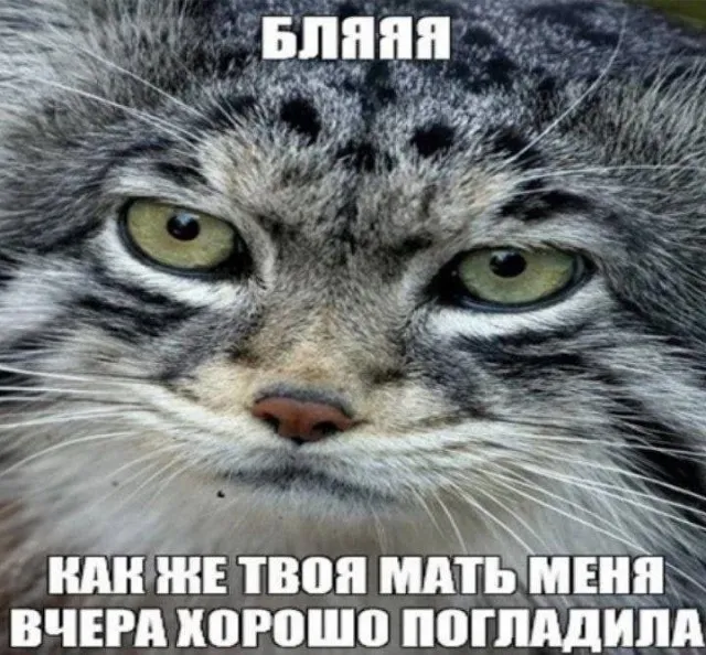 Деграднем на отлично