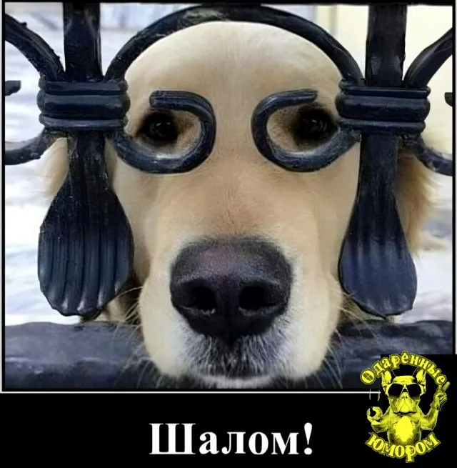 Юмор в картинках и без