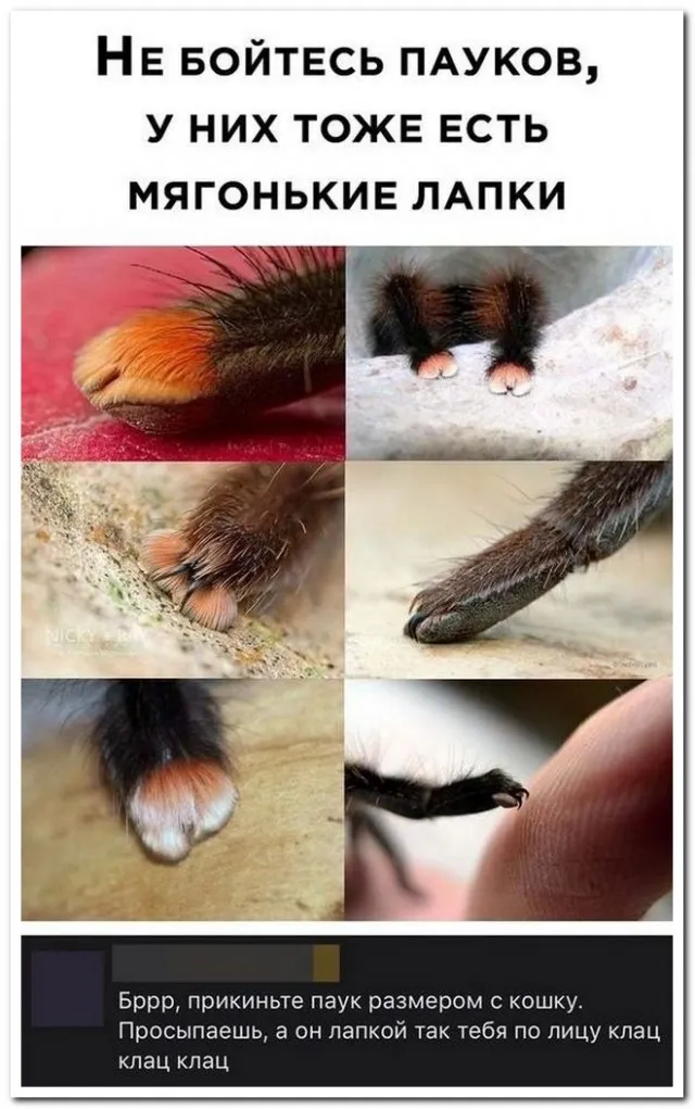 Забавные комментарии из социальных сетей