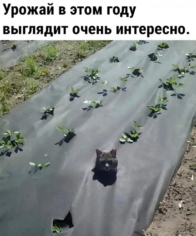 Так себе картинки