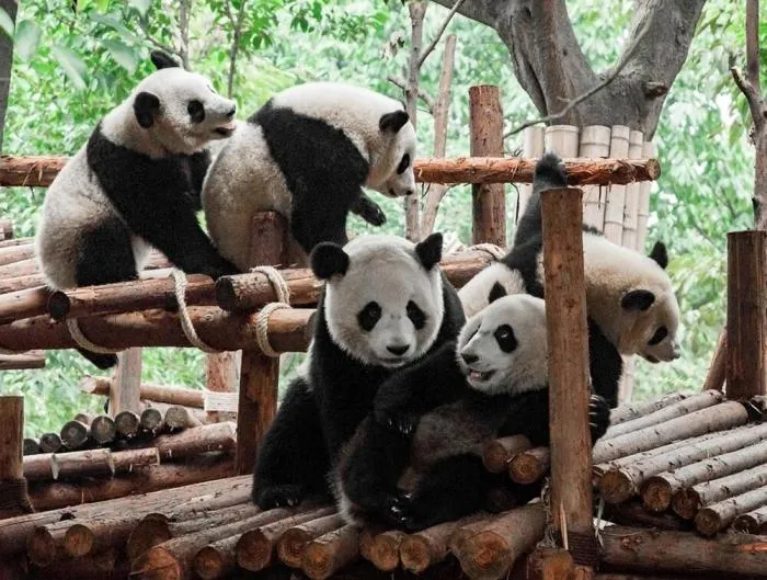 Своя атмосфера: странная традиция жителей китайского города Чэнду