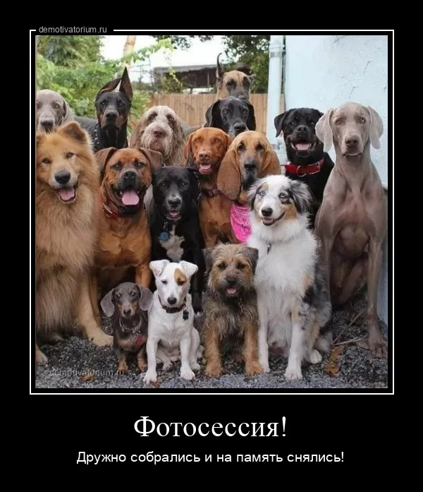 Демотиваторы