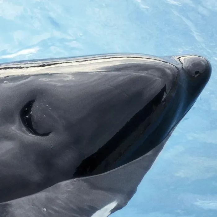 Нос, который убежал на макушку. Как устроено дыхало китообразных?