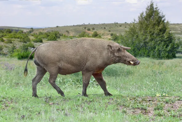 Кубанохоэрус: Гигантские кабаны, что раньше жили на Кубани. Полтонны веса и рог на лбу внушали страх даже верховным хищникам региона