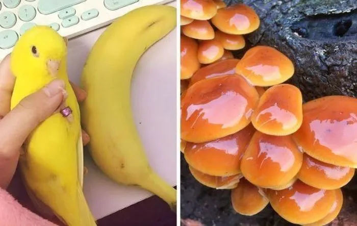 16 обманчиво аппетитных несъедобных вещей