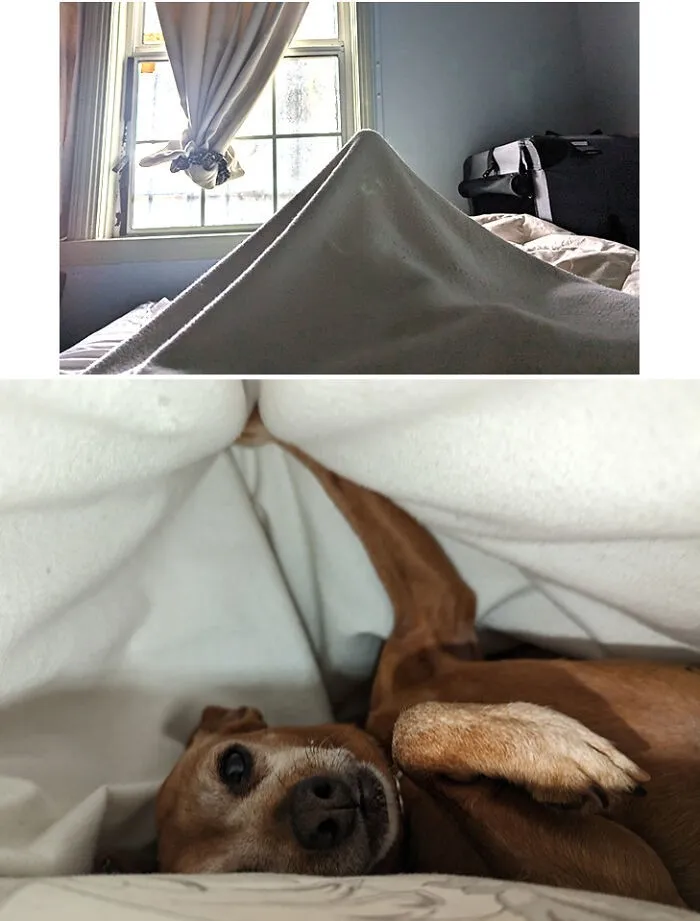 30 собак-чудиков, которые зарядят доброй порцией позитива