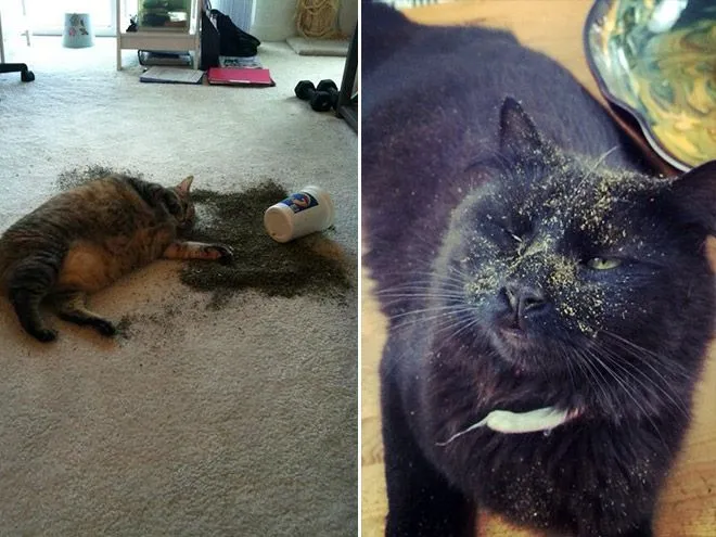 Валерьянка, кошачья мята и другие растения, веселящие котов: Как они работают, и можно ли их давать питомцу?