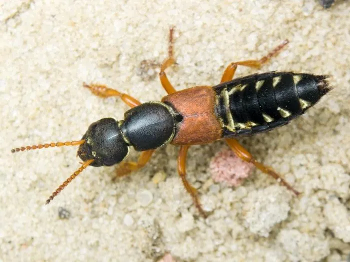 Лейстотропус версиколор: Устраивают массовые драки за право владеть навозом. А проигравшие притворяются самками, чтобы их не выгнали!