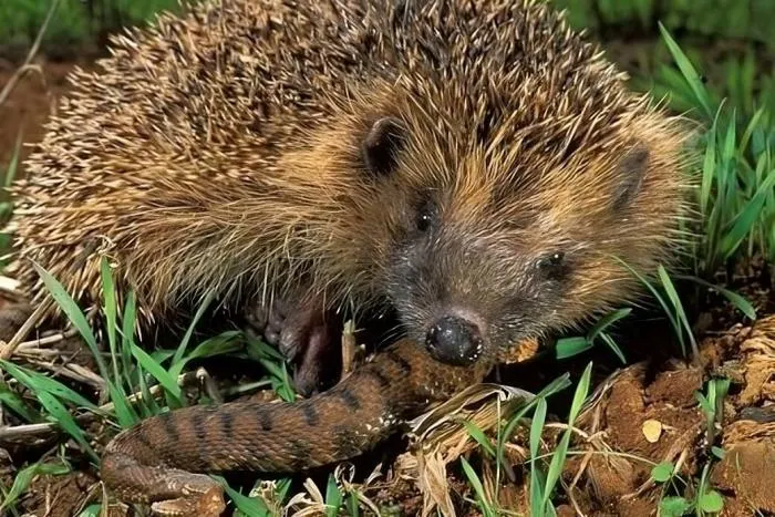 Мышь не любит сыр, кролик не любит морковь, ёж не любит грибы. Какие есть мифы о питании животных?