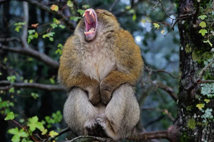 Магот: Единственная обезьяна, которая живёт в Европе. Самки захватили власть в их группах коварным и неоспоримым способом!