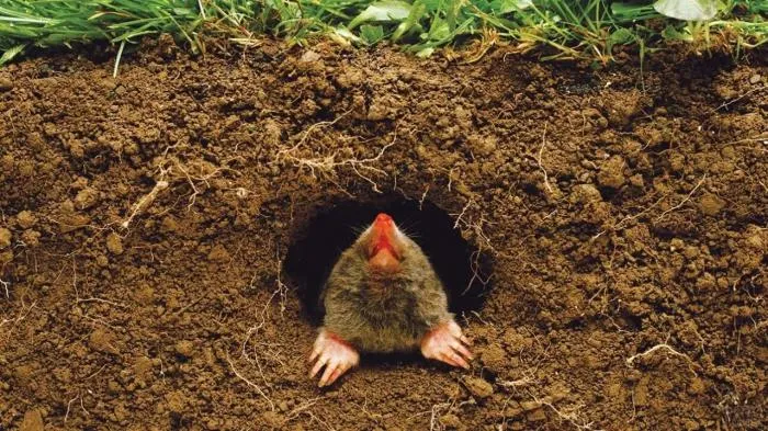 Кроты: Нужно ли их выгонять с участка? От них больше пользы или вреда? Разберем все за и против
