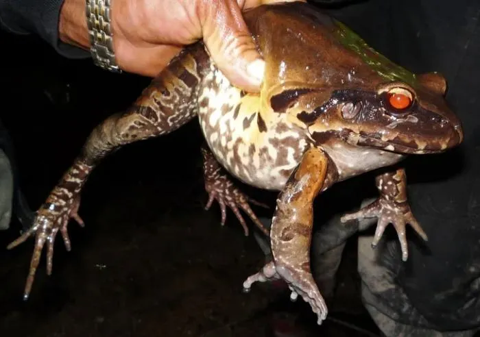 Пятипалый свистун: Ядовитый гигант из Южной Америки. Поедает змей, других лягушек и даже молодых кур