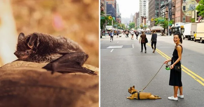 25 неожиданных открытий, которые ждали туристов в Австралии