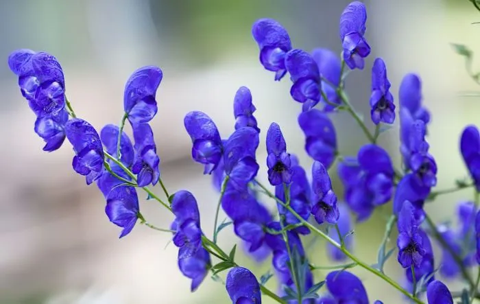 10 интересных, но жутковатых исторических фактов