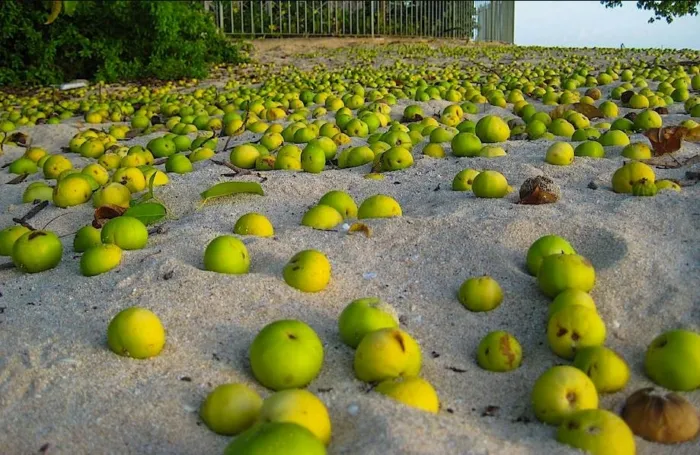 Самое гадкое дерево⁠⁠