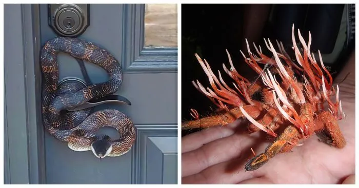 35 кошмарных творений Матери-природы