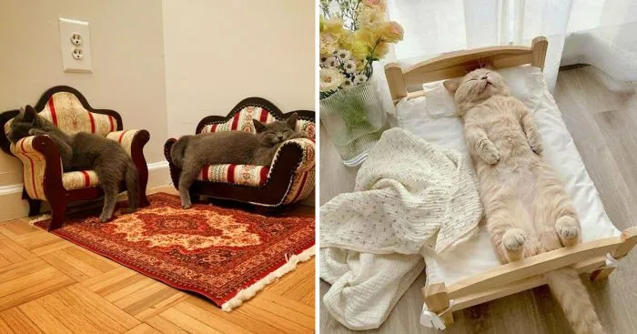 30+ котеек, которые живут в тепле и уюте — и мы бесконечно за них рады