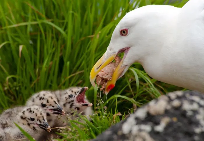 Релизер: Красное пятно на клюве чайки. Интересный механизм взаимодействия с птенцами