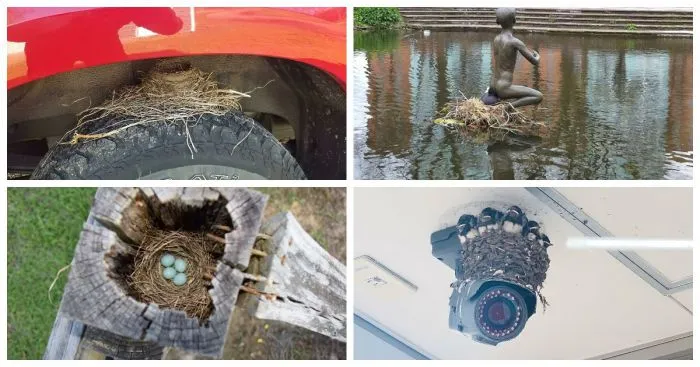 25 птичьих гнёзд в самых неожиданных местах