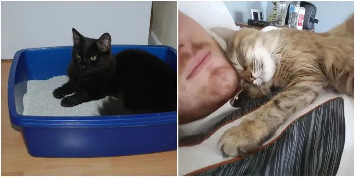 Подчиняйся: 30 правил, которые коты устанавливают в доме