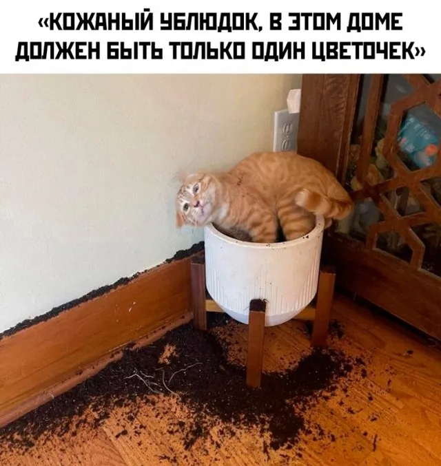 Весёлые