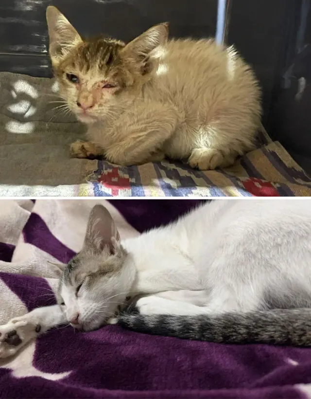 Фотографии спасённых мурлык до и после