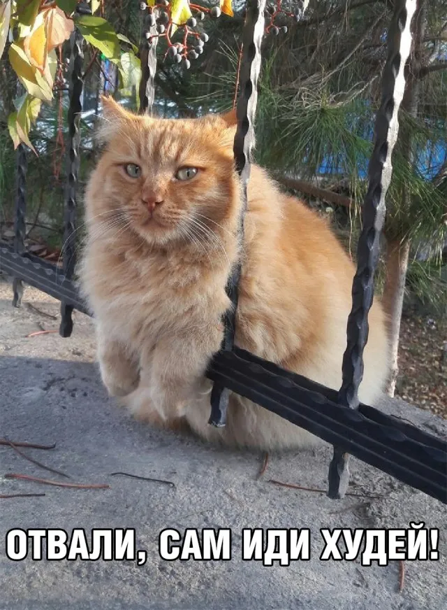 Немного картинок