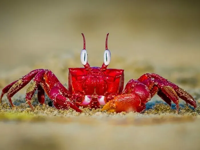 Как крабы произвели революцию в нейробиологии