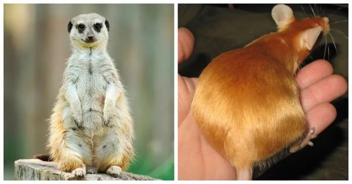 Мамаши-няши накануне вступления в должность