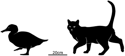 Талпанас липпа: Слепая кротоутка. Ходила с чутким носом-лопатой и почти не умела плавать. Как такое существо могло выжить?
