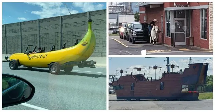 25 забавных и неожиданных встреч на дороге