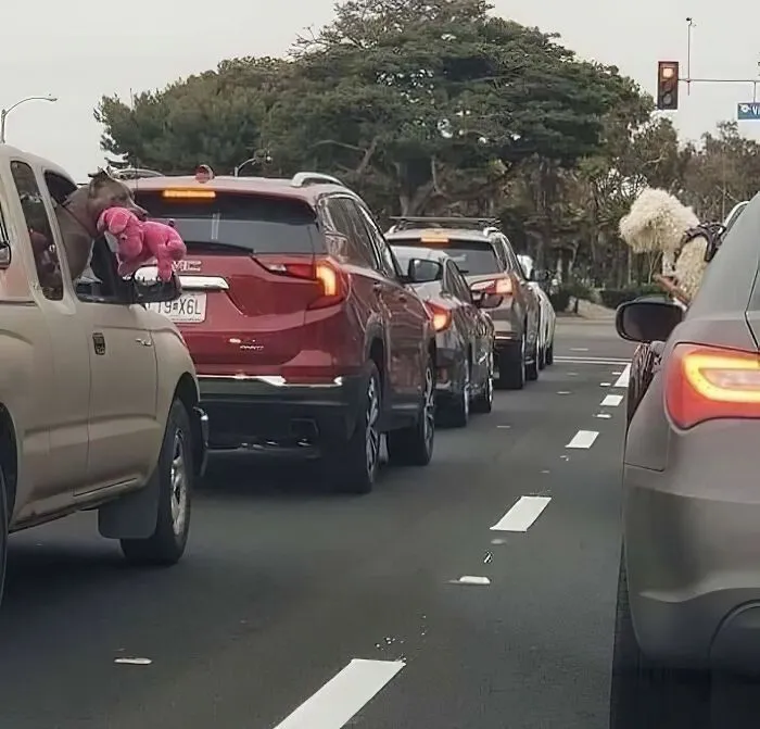 25 забавных и неожиданных встреч на дороге