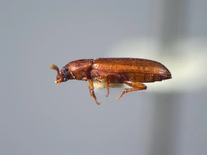 Красный мучной жук: Научился вытягивать всю влагу из воздуха, осушая пространство. Так этот вредитель стал почти невыводимым