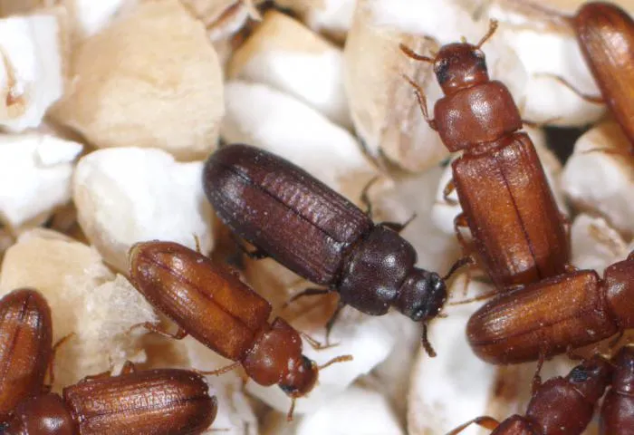 Красный мучной жук: Научился вытягивать всю влагу из воздуха, осушая пространство. Так этот вредитель стал почти невыводимым