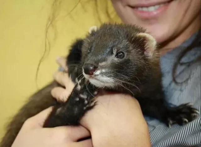 Подборка животных-гибридов, которые возникли только благодаря человеку