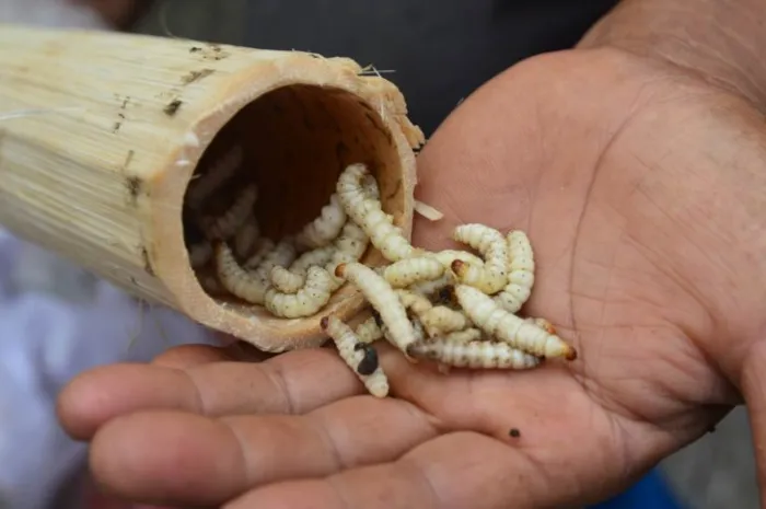 Вкусные тайские насекомые