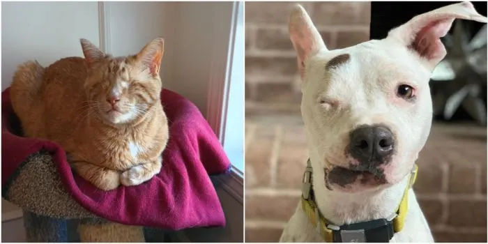 30 особенных животных, которым подарили вторую жизнь