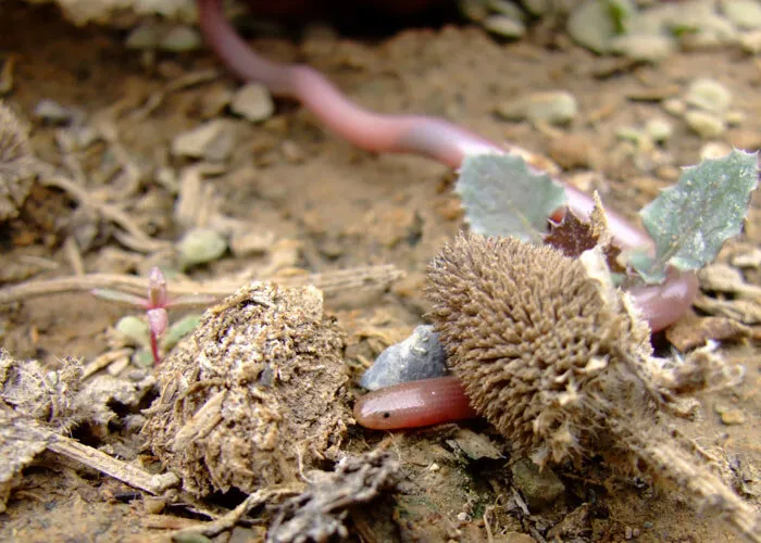 Обыкновенная слепозмейка: Маленькая добрая змея юга России. Её легко спутать с дождевым червём