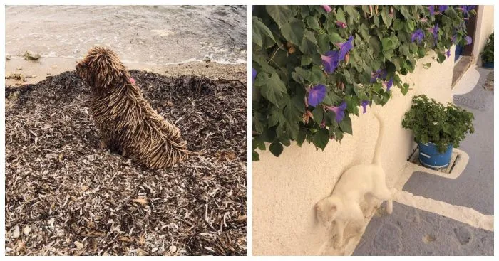 17 хамелеонов, которые мастерски сливаются с окружающей средой