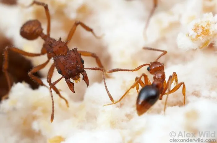 Могут ли паразиты приносить пользу хозяину? Какие хорошие вещи делают вредители-паразиты?