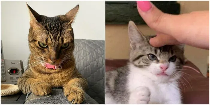 30 очень злых котов, которые всё равно остаются милашками