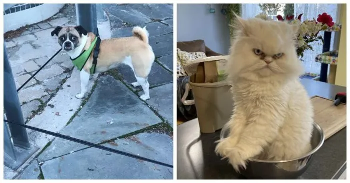 17 эмоциональных питомцев, у которых не жизнь, а сплошная драма