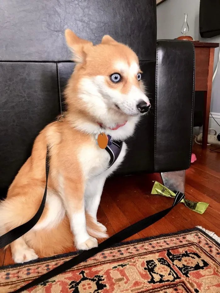 17 эмоциональных питомцев, у которых не жизнь, а сплошная драма