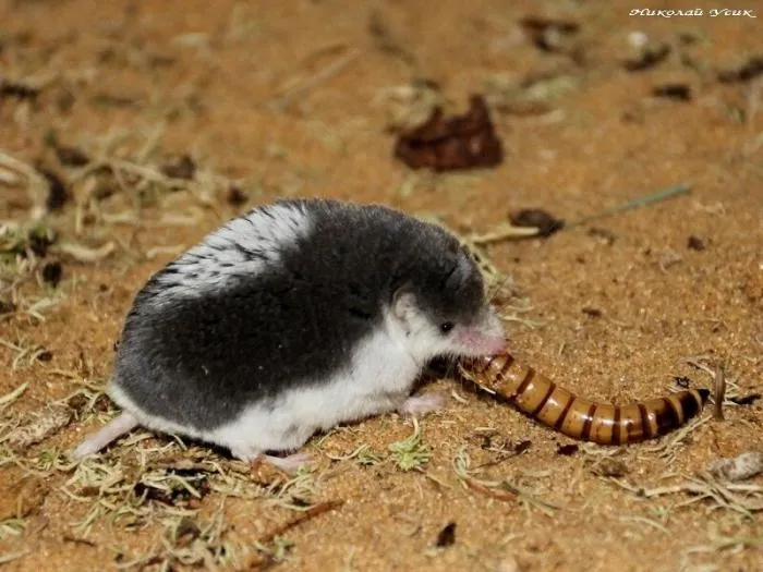 Пегий путорак: Тварь дрожащая или суперхищник? Крохотный зверёк сканирует землю вибрациями, чтобы мастерски охотиться в пустоши