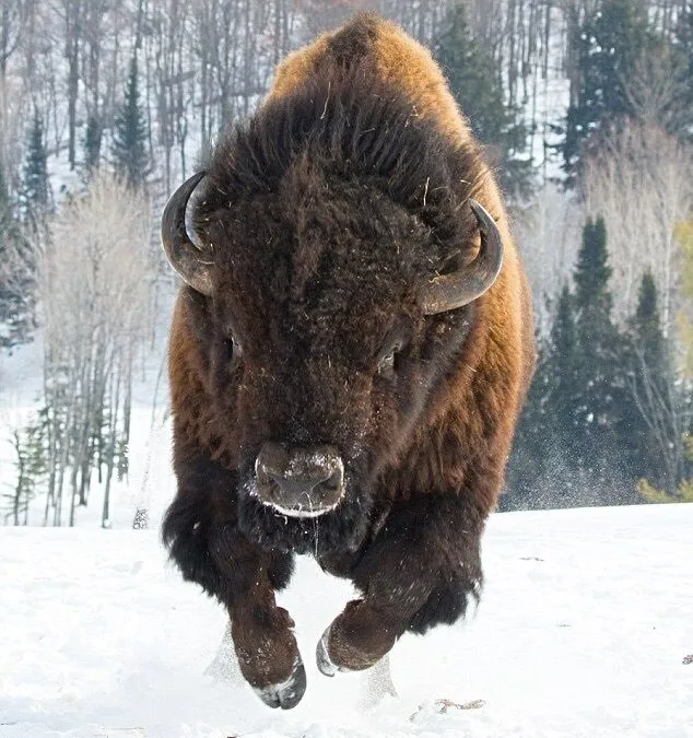 Валяются в грязи, чтобы подружиться. 5 интересных фактов о бизонах