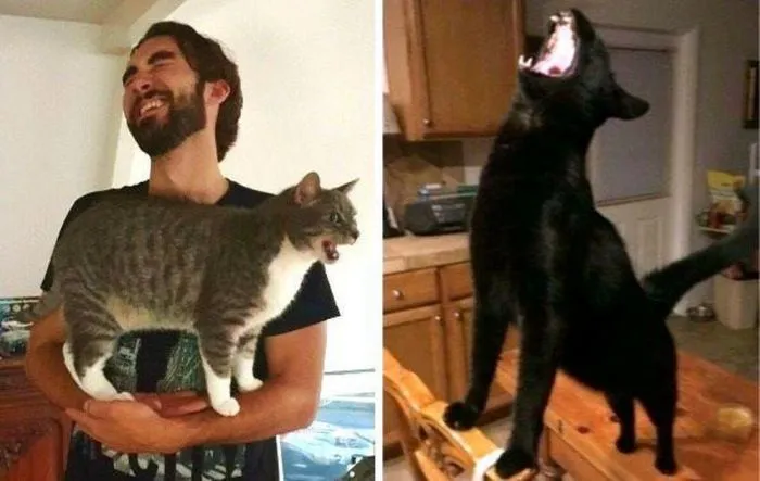 16 эмоциональных кричащих котов