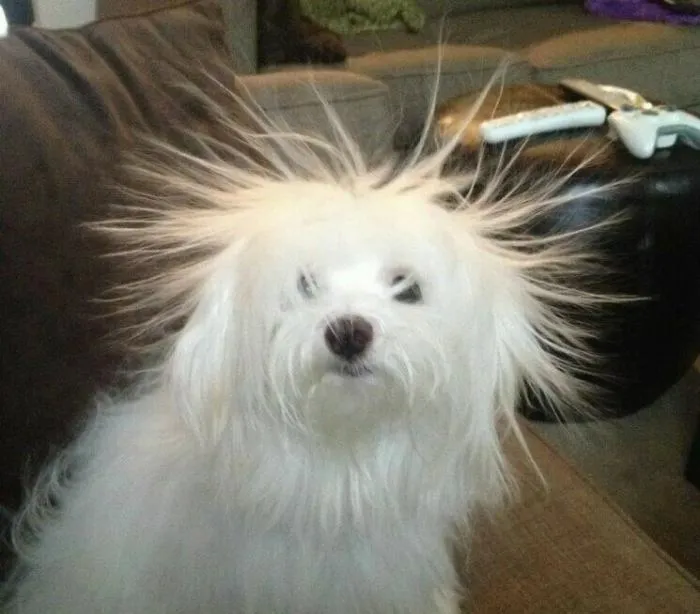 Мальтийская болонка: И леди, и бродяга. В одной маленькой собачке сочетается царское благородство и разгильдяйство дворняги