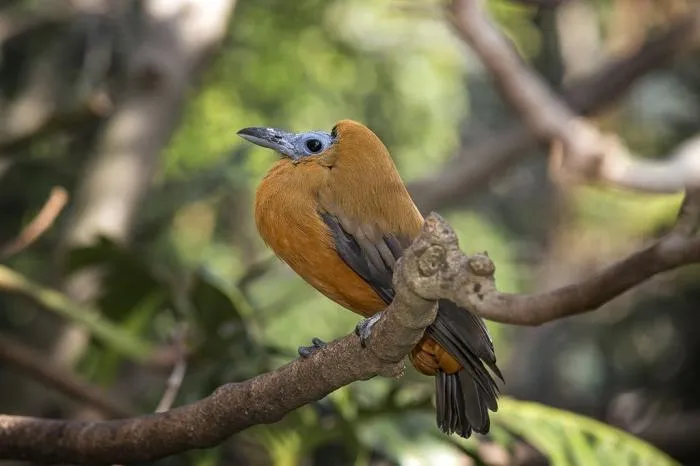 Птица-капуцин: Голос работающей бензопилы и мрачная синяя кожа. Экзотический вид из влажных лесов